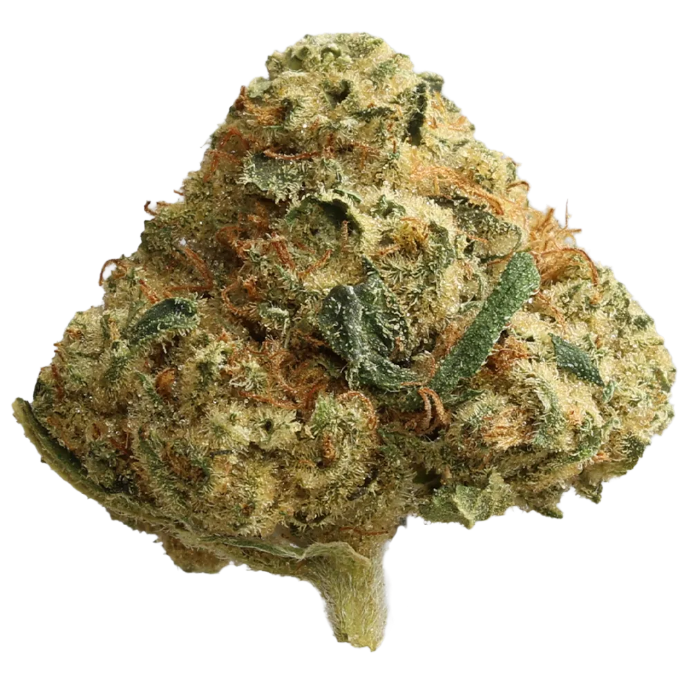 Cannamedical Hybrid Forte DK: Ghost Train Haze Produktfoto